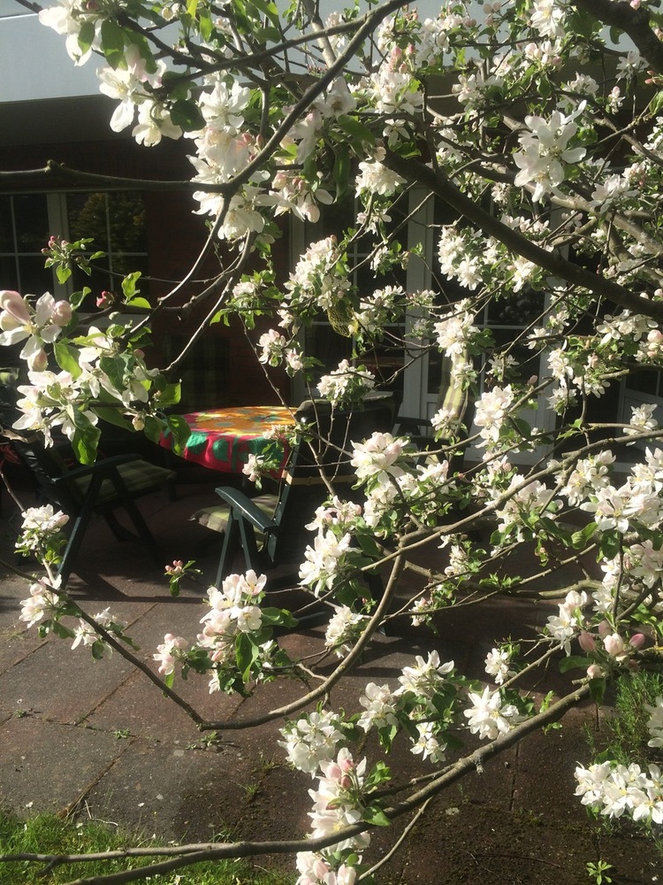 apfelbaum-
